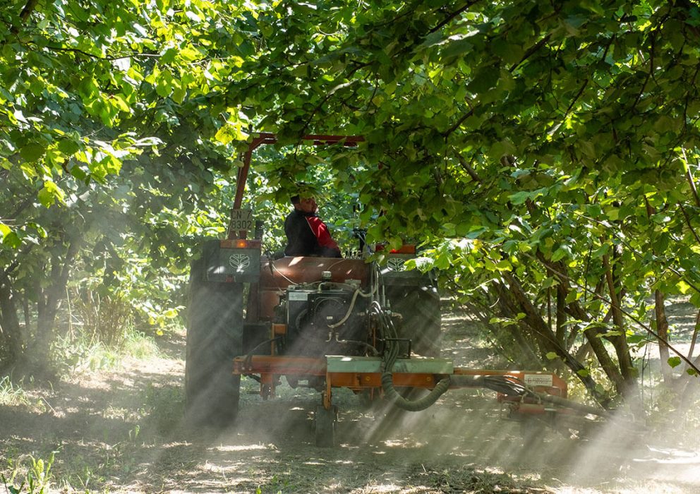 Nocciola piemonte IGP